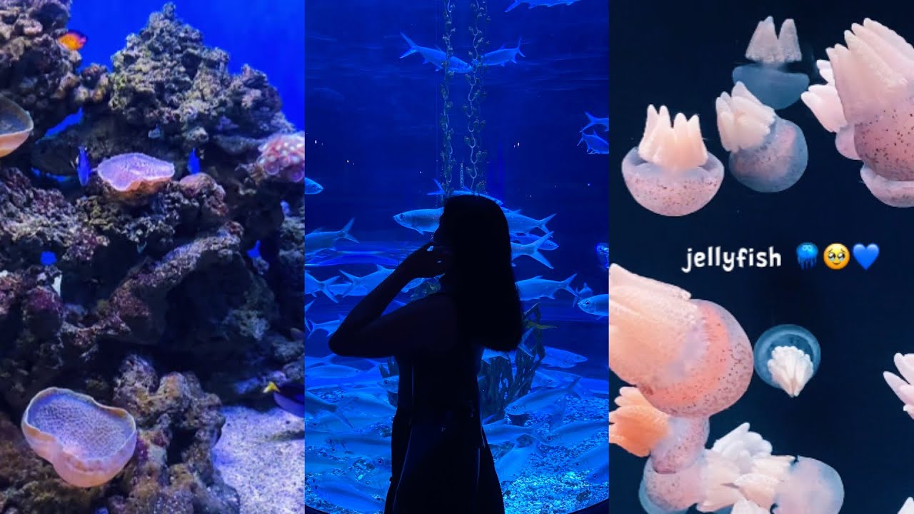 Jakarta Aquarium Safari Central Park Mall 2 🪼🐠