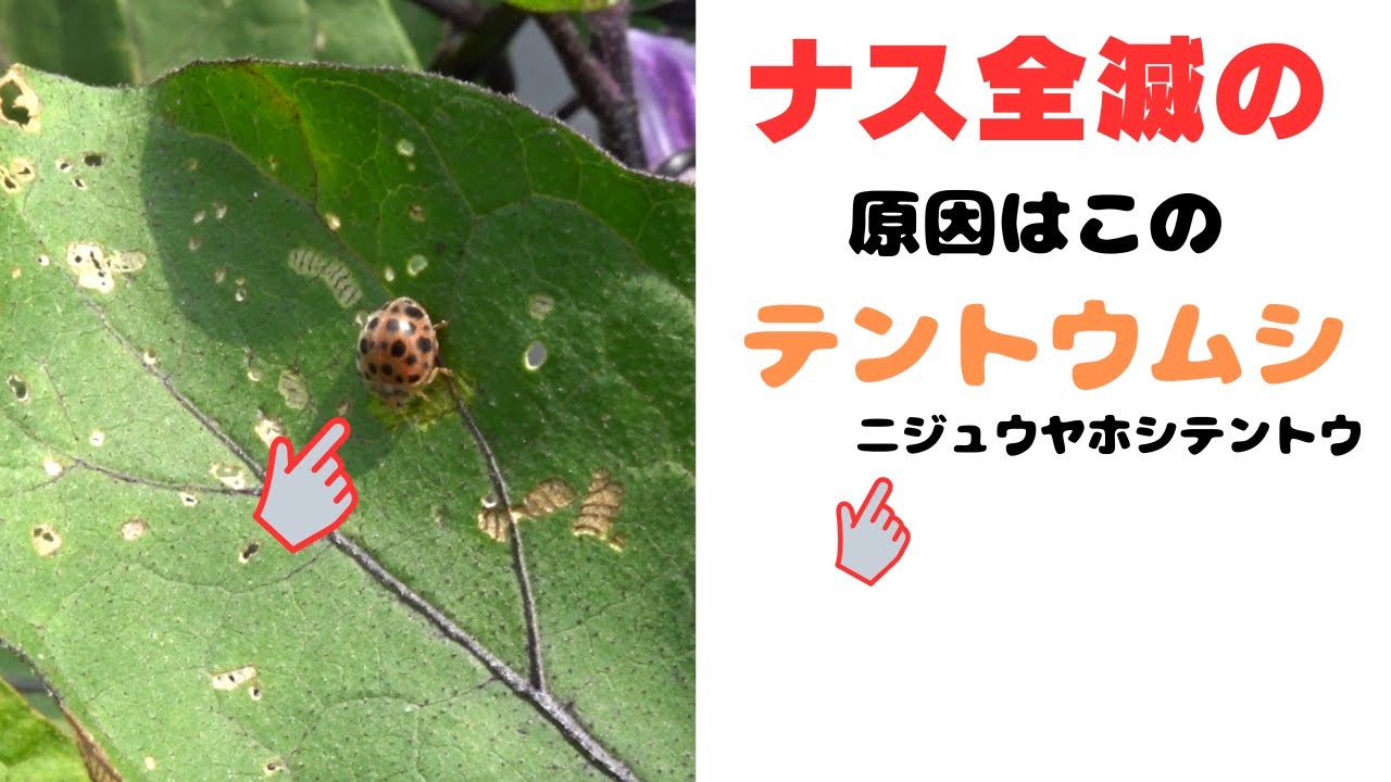 ナス、今年も全滅原因はテントウムシ