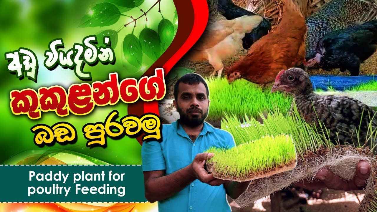වී පැල සතුන් ට නිවසේ දී ම,Paddy use as poultry feed,BST Saman