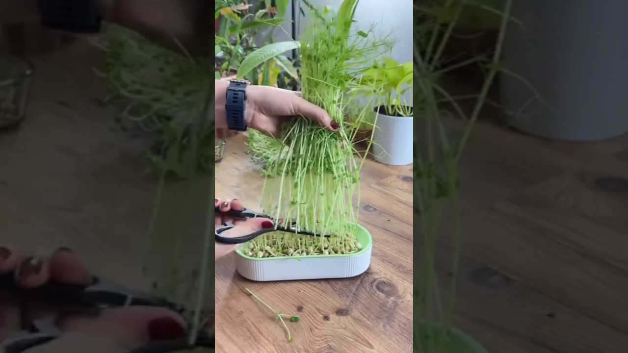 Voc&ecirc; pode consumir brotos de ervilhas #jardim #garden #jardinagem #ervilha