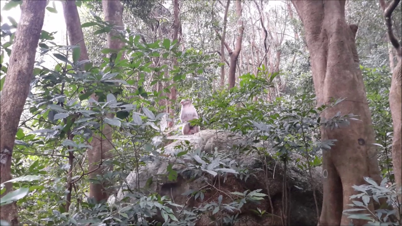 Monkeys at Hung Mui Kuk BBQ Area, Lion Rock Country Park, Tai Wai