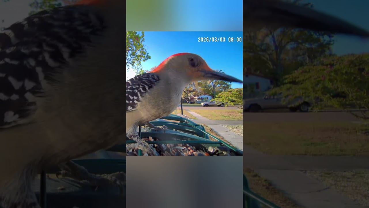 Young Red-bellied Woodpecker at the Feeder, 🌴 FL