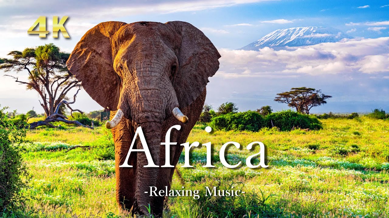Africa 4K - Scenic Relaxation Film With Calming Music | アフリカ