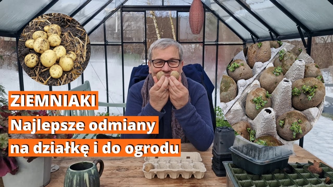 Jakie odmiany ziemniaka na działkę i do ogrodu? Uprawa ziemniaków na bardzo wczesny i wczesny zbiór.