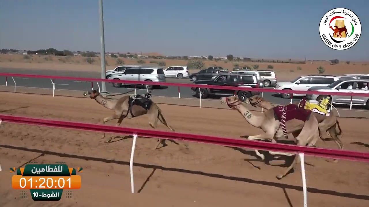 ميــدان الذيد - ش 10 للفطامين 14/02/2026 شاهين لـ سيف صغير مرخان الكتبي2:17:28