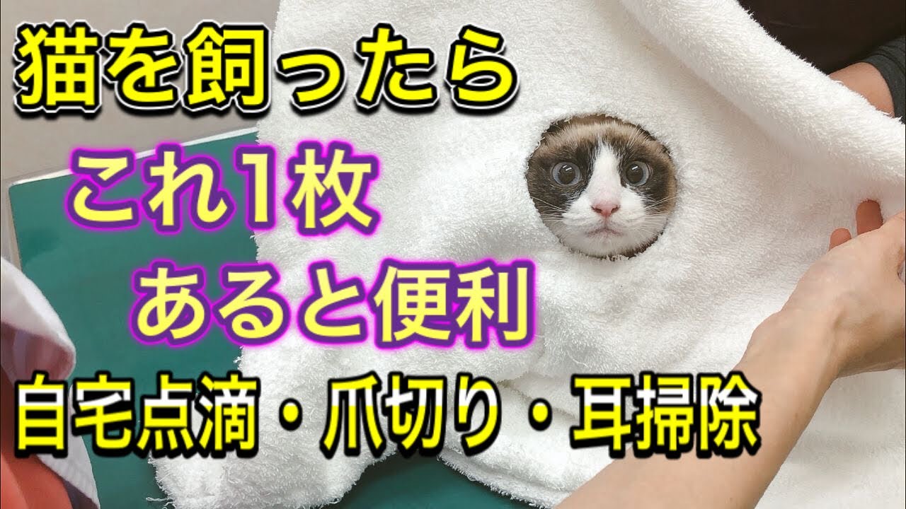 【嫌がる猫の対処法】自宅点滴や耳掃除、爪切り等で暴れてしまう猫ちゃんの動物病院のコツを教えます！