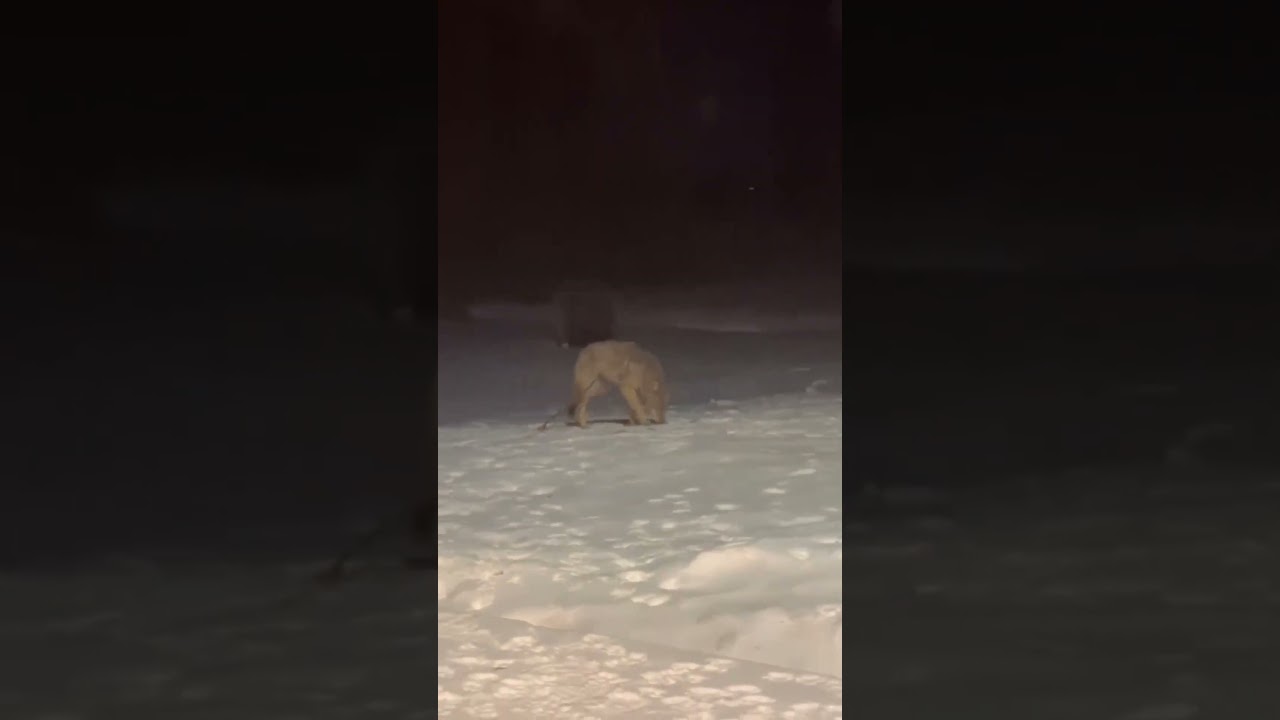Dogs Realize They Were Playing With A Wolf in Backyard