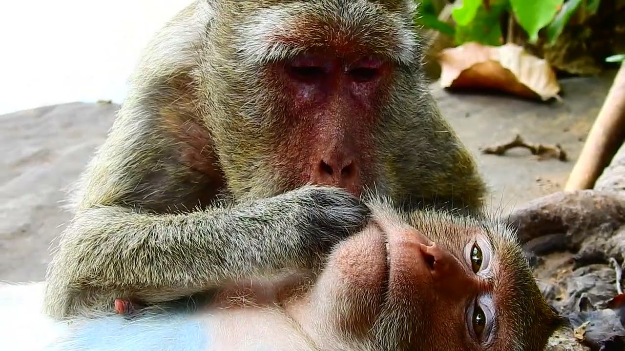 Lovely monkey grooming