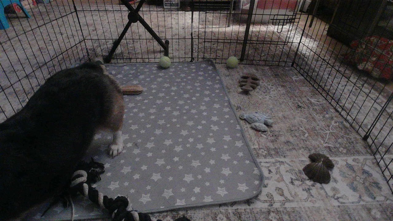 Overnight corgi puppy play pen
