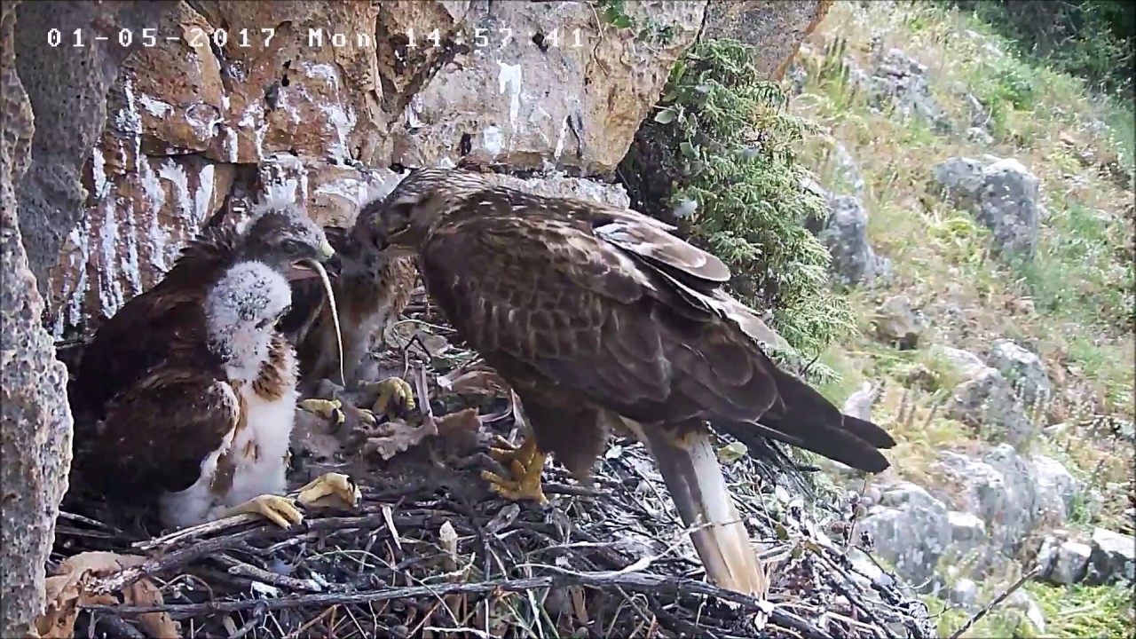 הטירוף החל - Israel Raptor Nest Cam