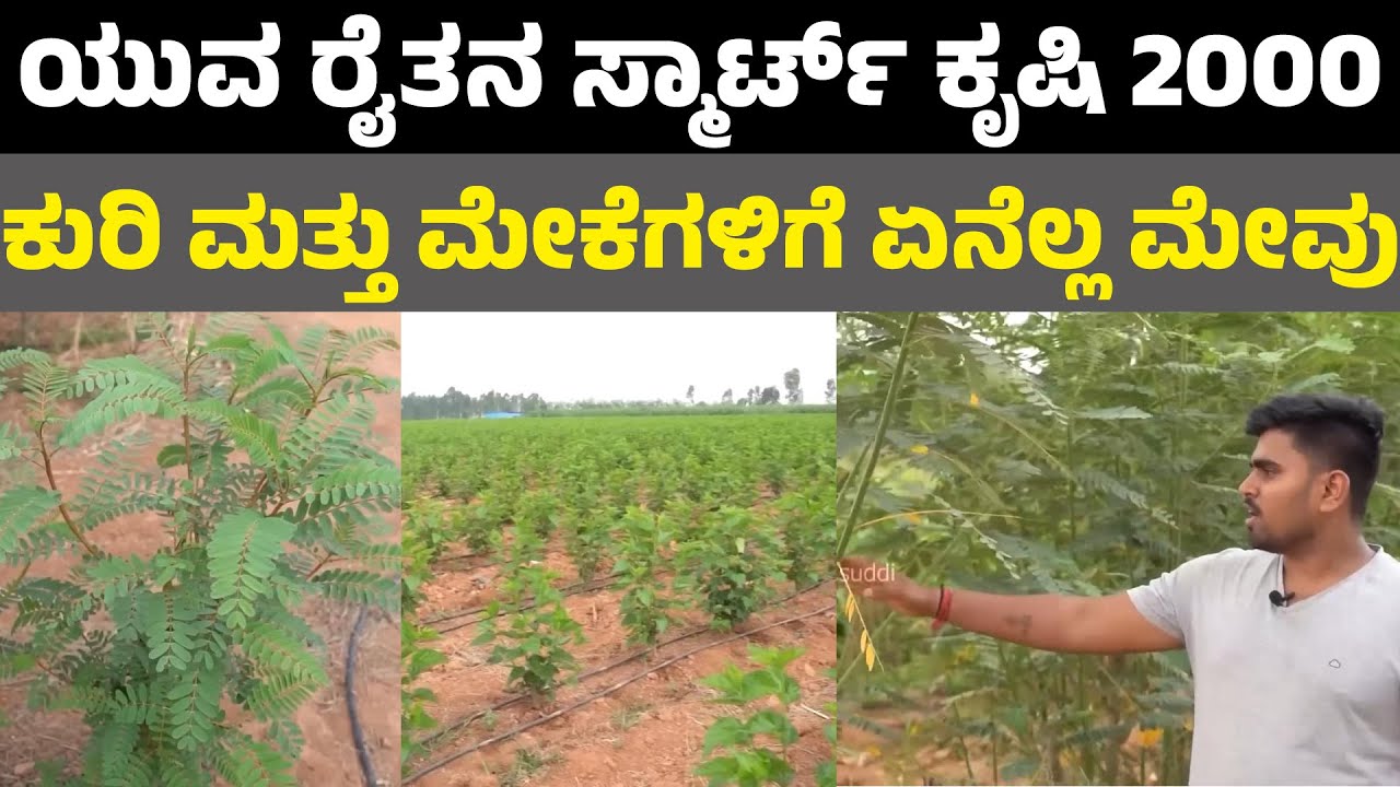 ಯುವ ರೈತನ ಸ್ಮಾರ್ಟ್ ಕೃಷಿ 2000 ಕುರಿ ಮತ್ತು ಮೇಕೆಗಳಿಗೆ ಏನೆಲ್ಲ ಮೇವು