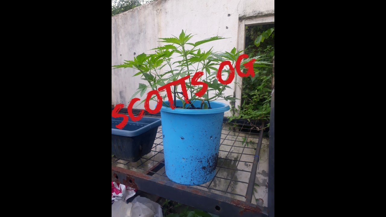 scotts og