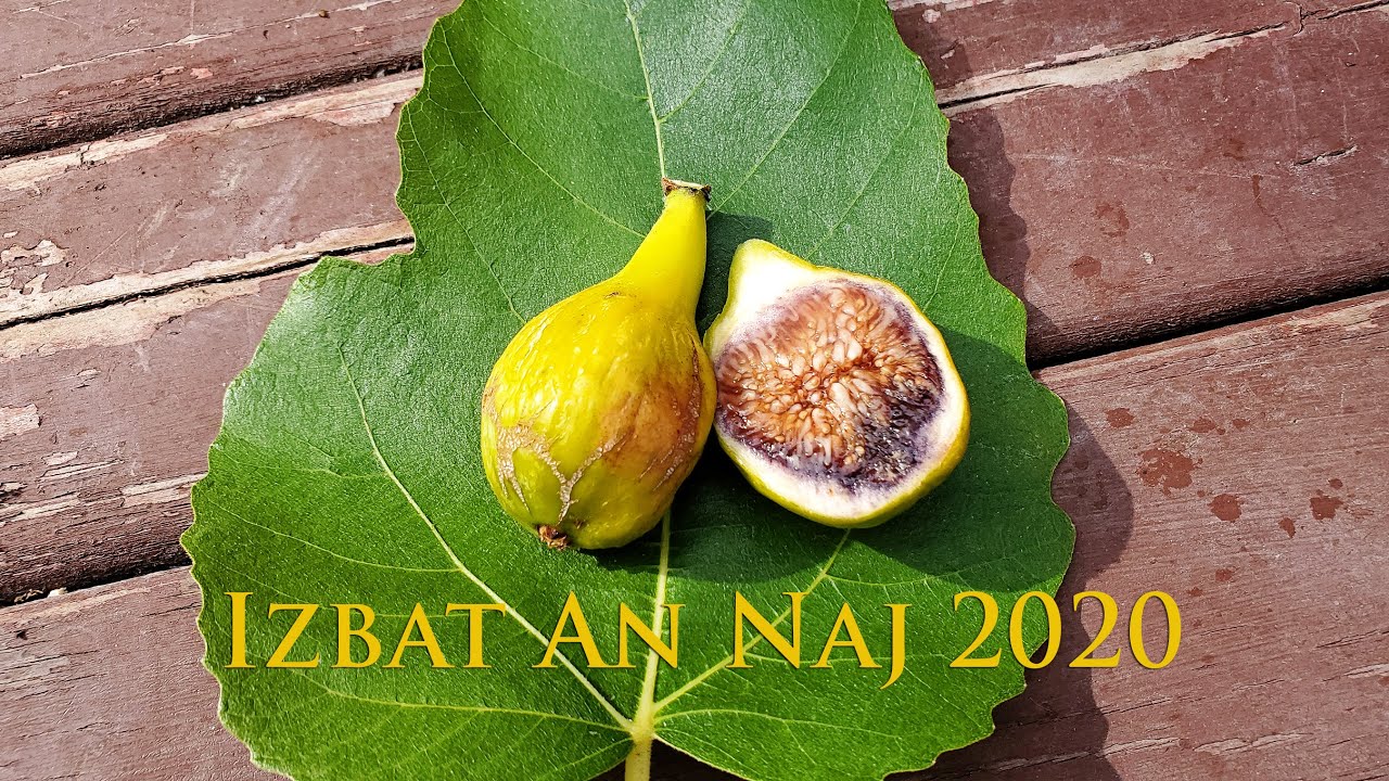 Fig Review  Izbat an Naj 2020