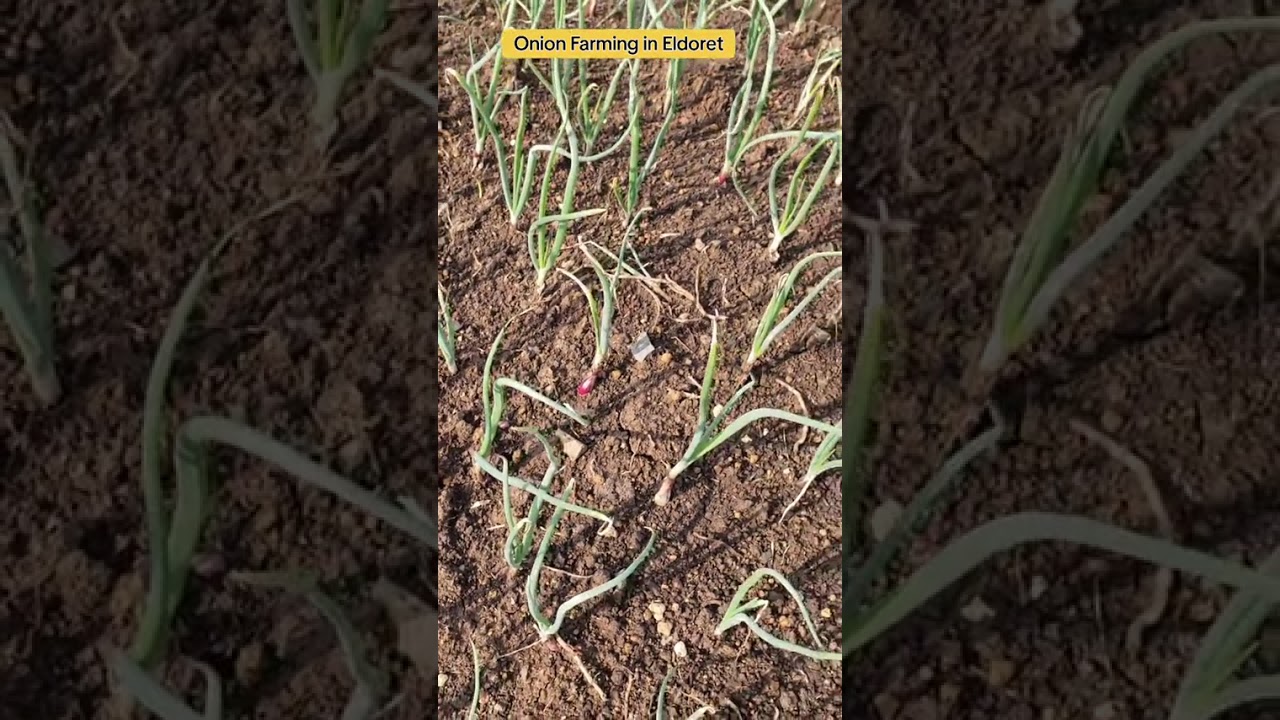 Rainfed onion farming