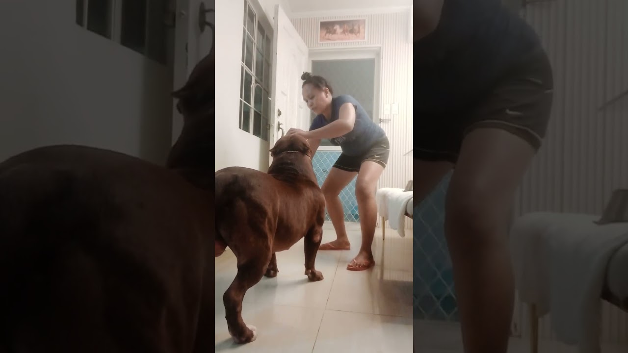#dogsitter
