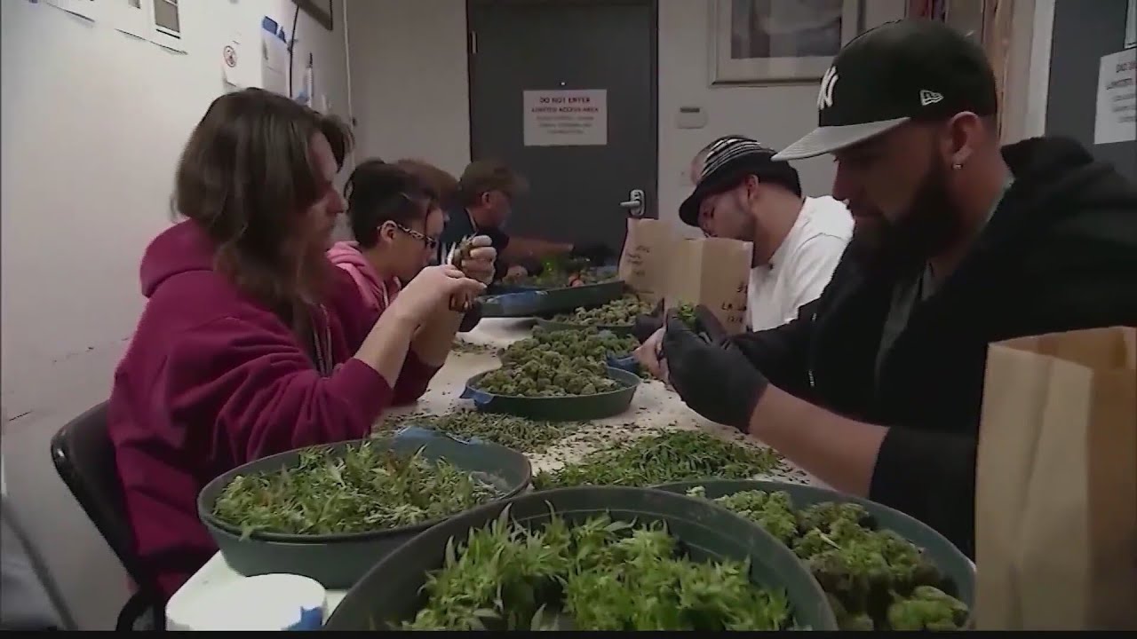 What does the future look like for recreational marijuana in WV?