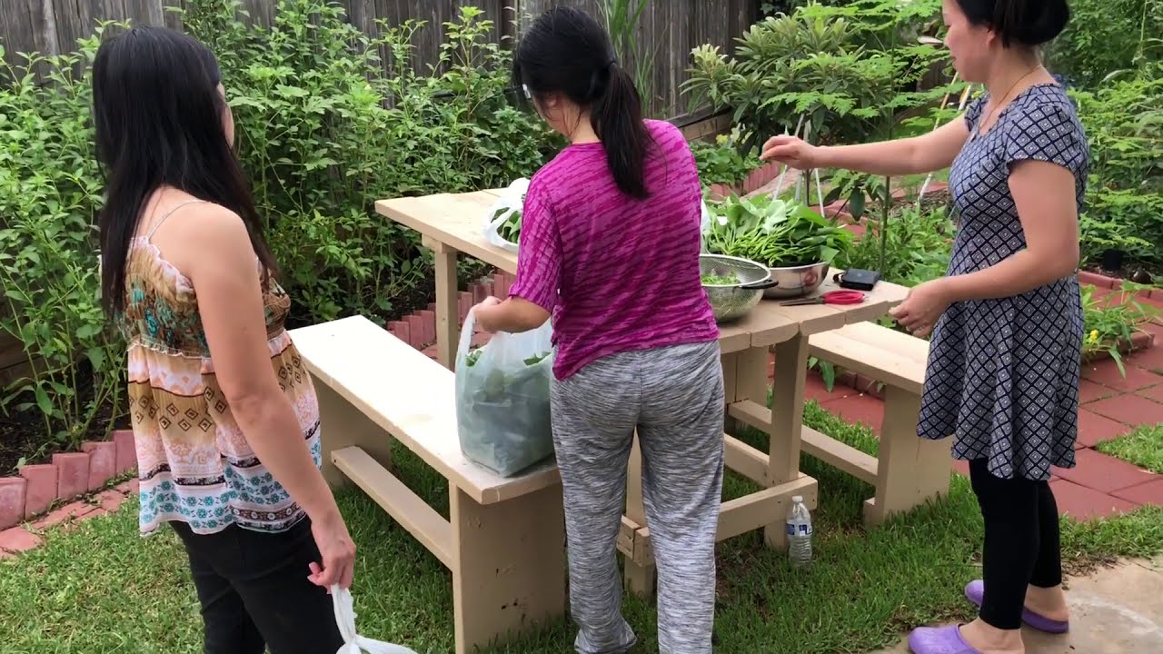 Cách Trồng Rau Muống / How to Grow Water Spinach