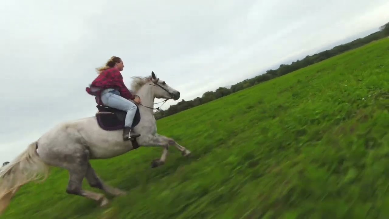Horse. Cinematic drone video.