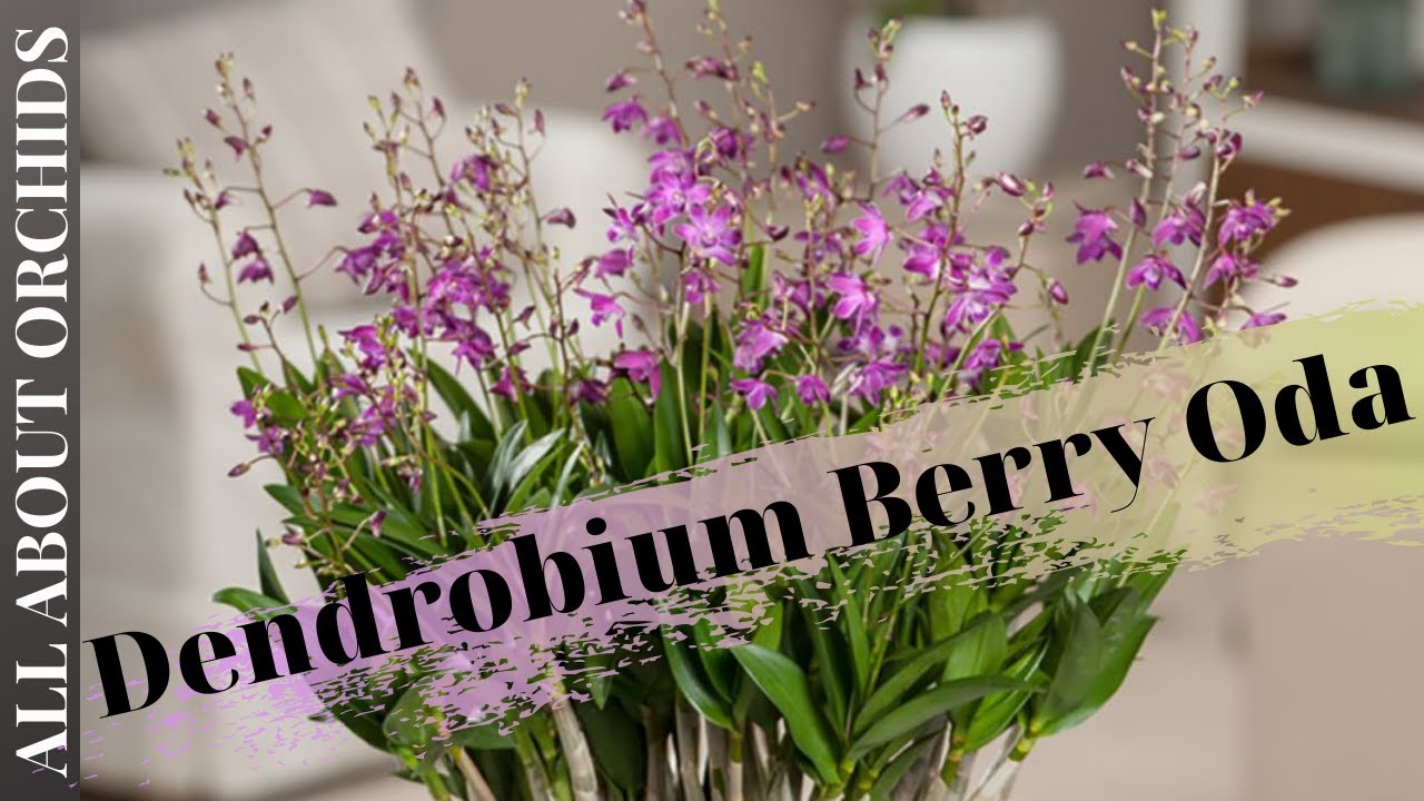 Eύκολη και εντυπωσιακή ορχιδέα. Dendrobium Berry Oda. Oδηγός για αρχάριους