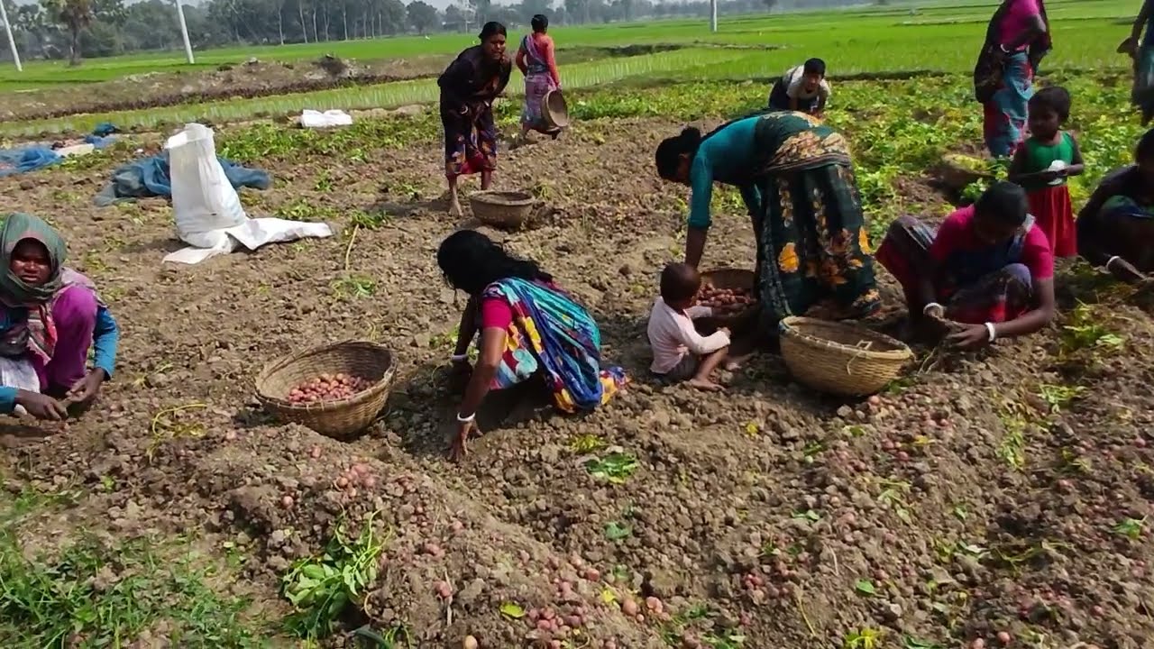 গ্রামের মানুষ সবাই একসাথে কাজ করে তাদের কোন ভেদাভেদ নেই।  RS Minu Agro
