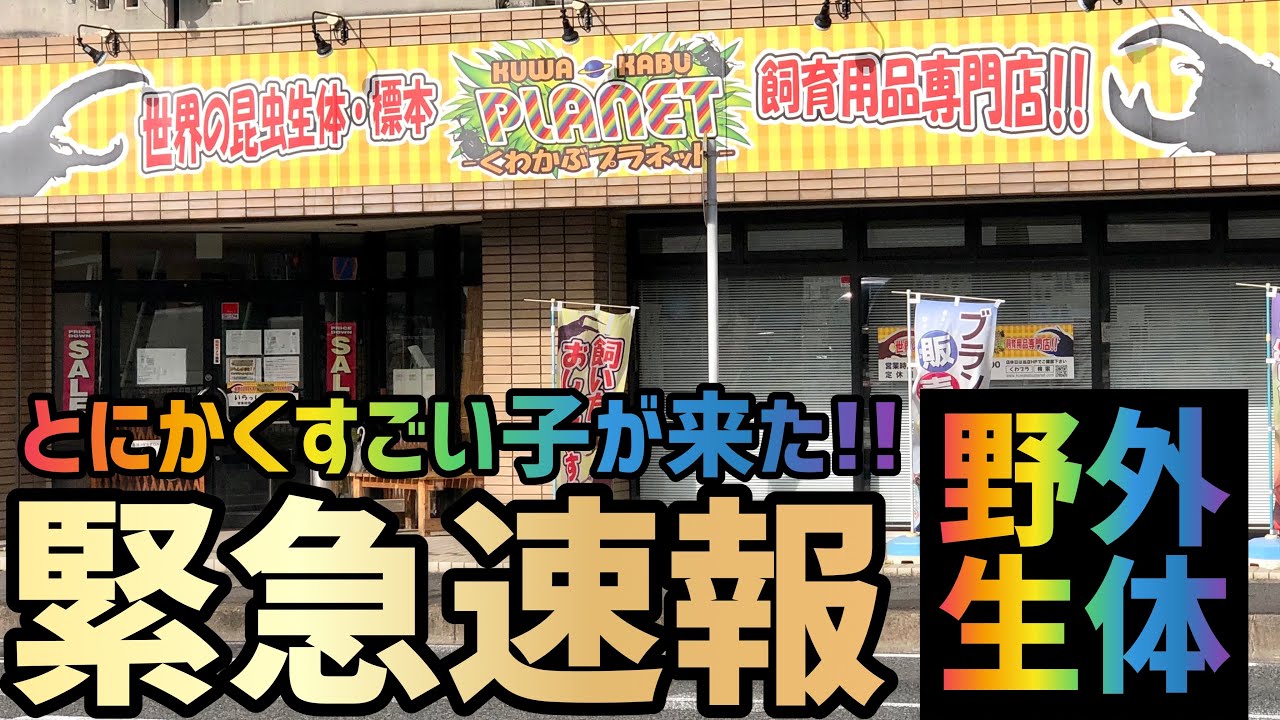 【くわかぶプラネット】緊急速報！数年ぶりに来日した巨大なカブトムシがとにかく凄かった！