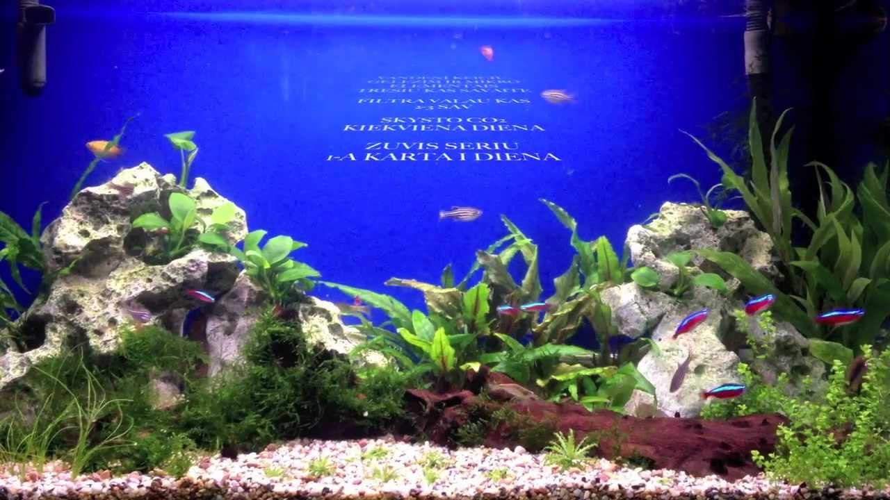 kaip as tvarkau savo 125l akvariuma (HD)