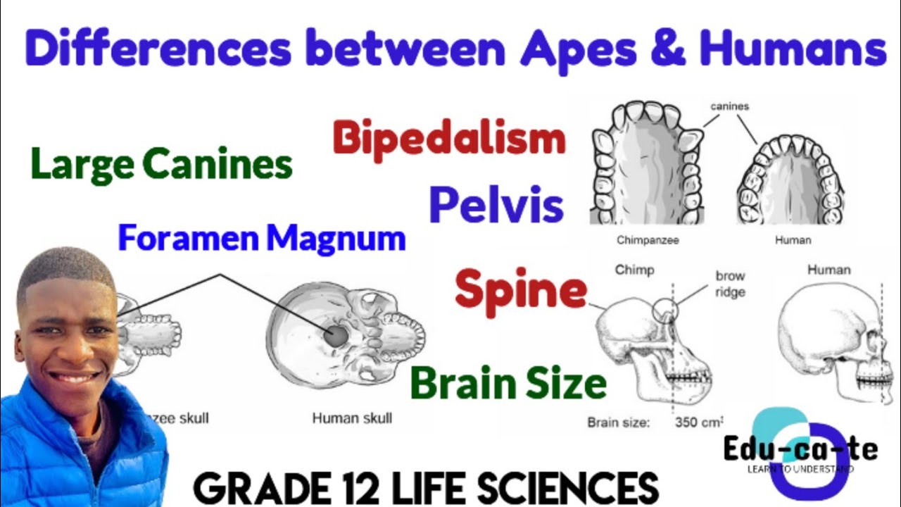 Anatomical Differences between Human and African apes, Biedalism - Grade 12 Life Sciences