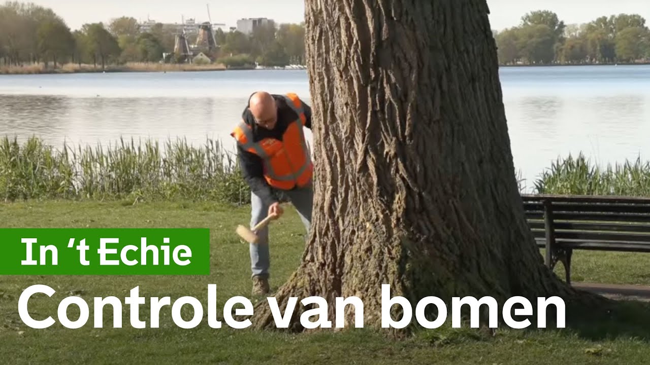 Bomenexperts controleren bomen stuk voor stuk | #gemeenterotterdam
