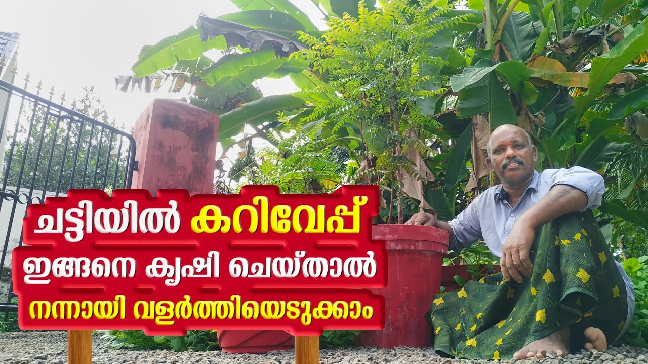 ചട്ടിയിലെ കറിവേപ്പ് കൃഷി മുഴുവനായും | Karivepp Krishi In Malayalam | Curry leaves Cultivation