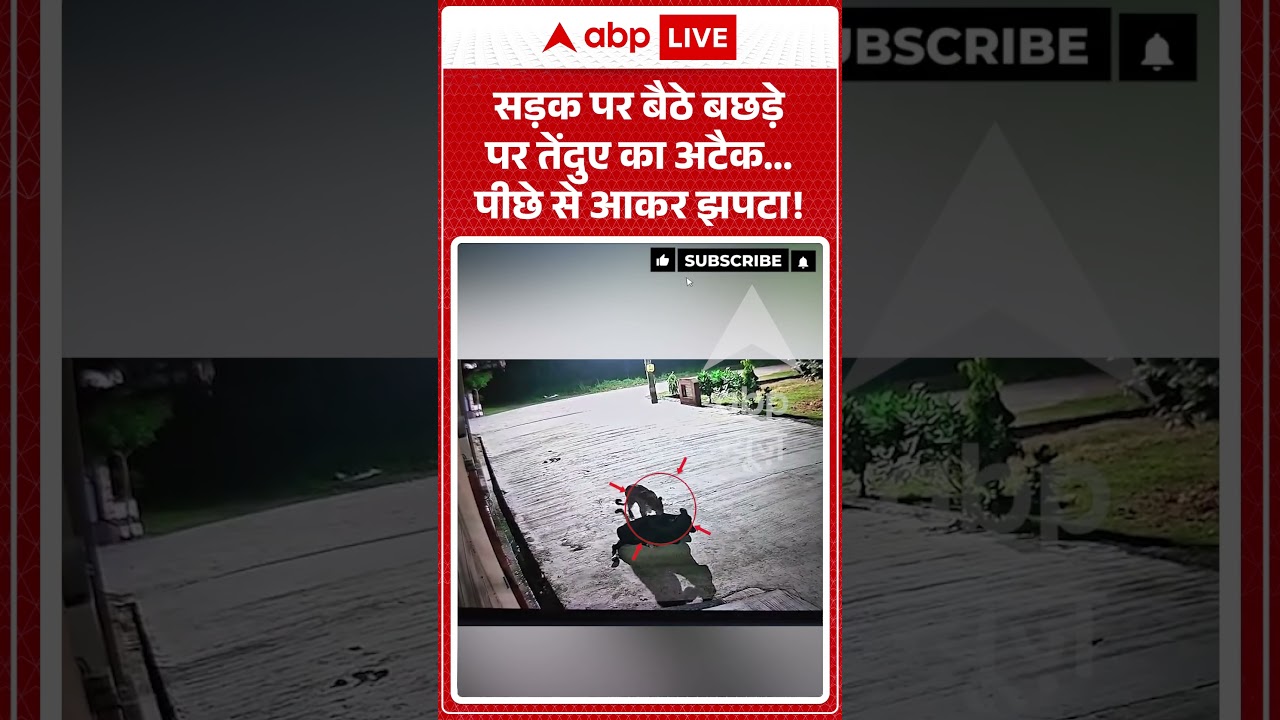 Viral Video : सड़क पर बैठे बछड़े पर तेंदुए का अटैक... पीछे से आकर झपटा! | #Kashipur #LeopardAttack