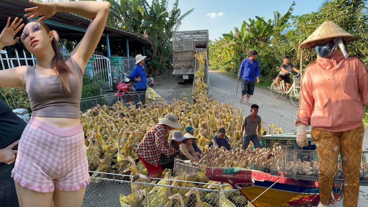 Pov Life - The ducks left the old fields to sail to new lands
