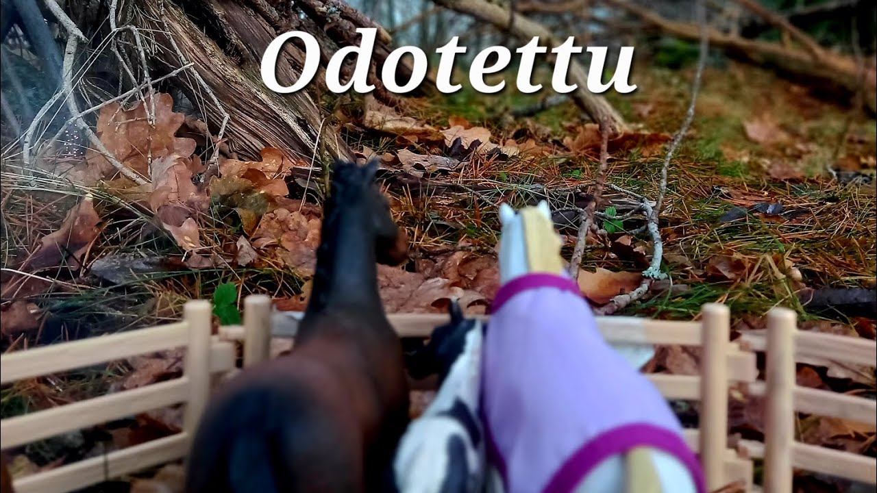 [Lyhytelokuva] odotettu🌲