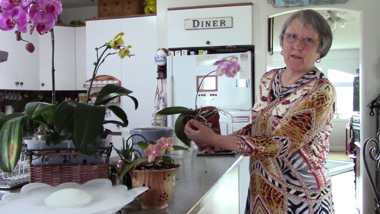 Do I have to repot my new orchid while in bloom 