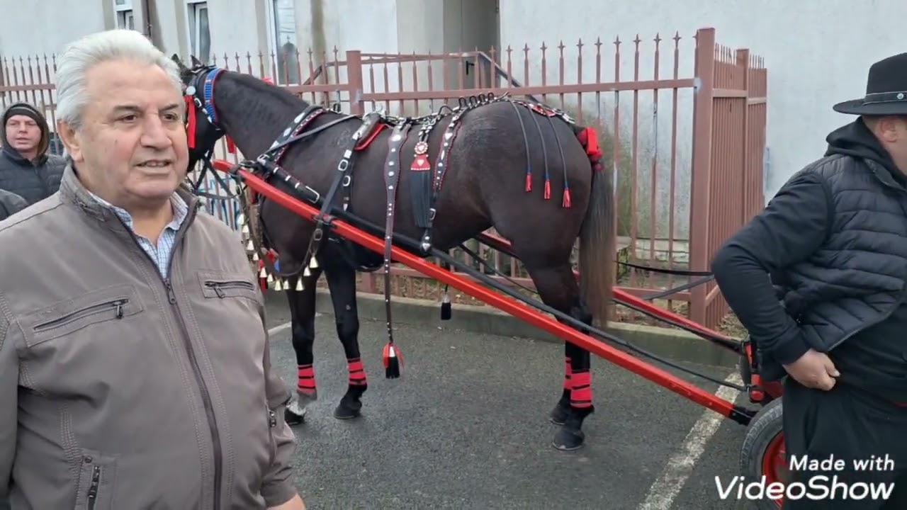 boboteaza cailor mihail kogălniceanu 2024 ‼️🏇🐴