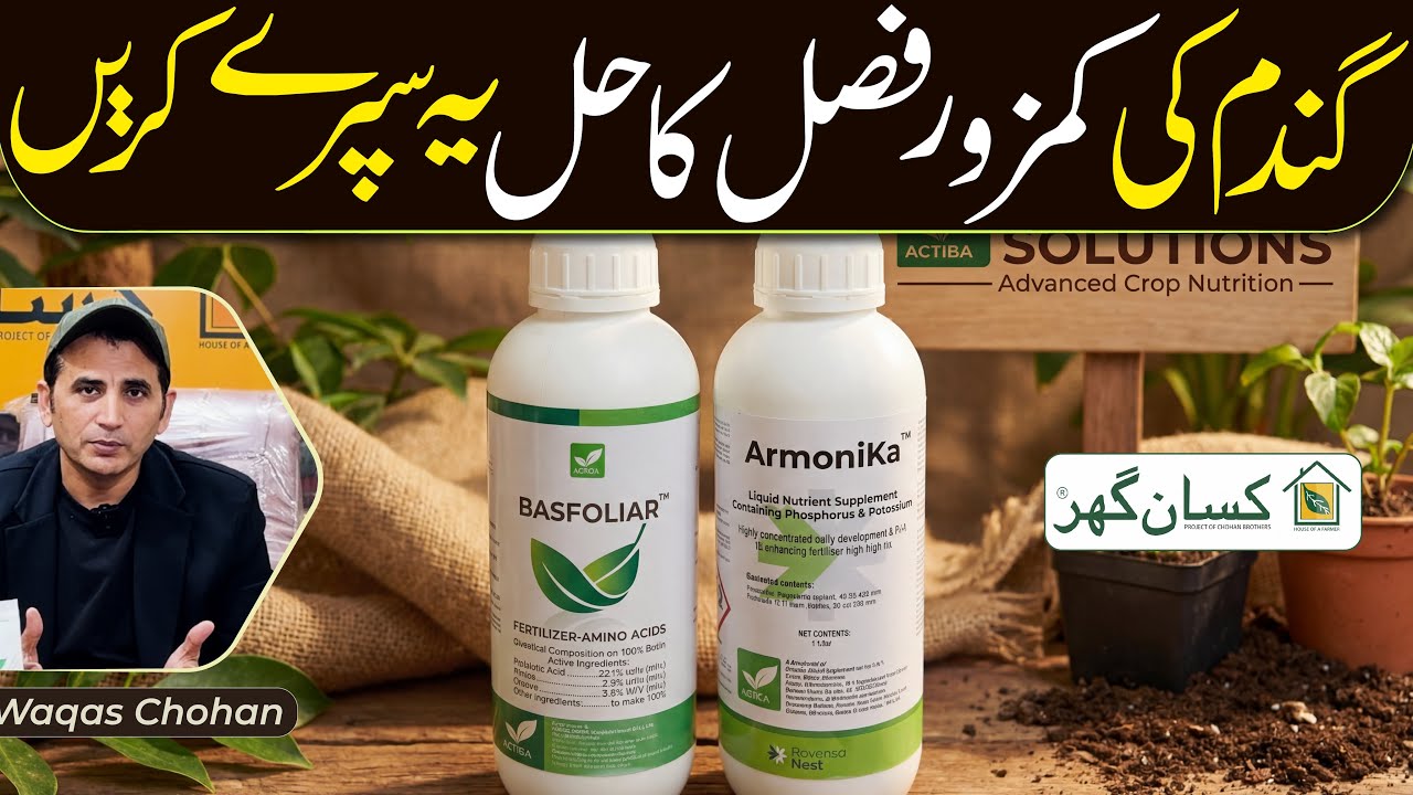 Best formula to boost wheat crop or any crop using combination of foliar spray basfoliar & Armonica