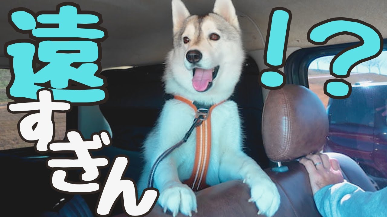 【目的地まで1000km！？】車にハスキーを乗せて愛知県から九州へ向かいます！！