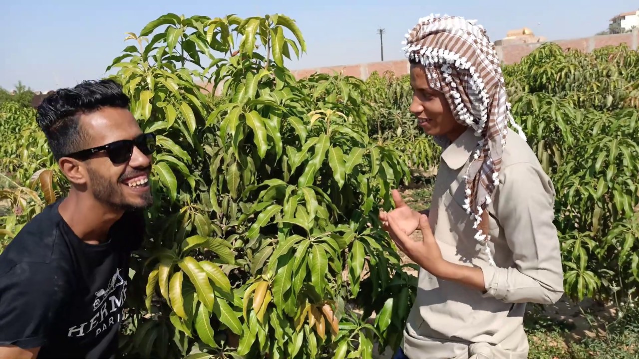 خناقة مع المعلم ستاموني بسبب صنف مانجو نام دوك ماي 4بسبب تقليم بعد العقد | مشهد تمثيلي | Mango Egypt