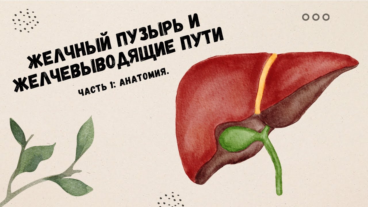 Желчный пузырь и желчевыводящие пути. | Часть 1: анатомия.