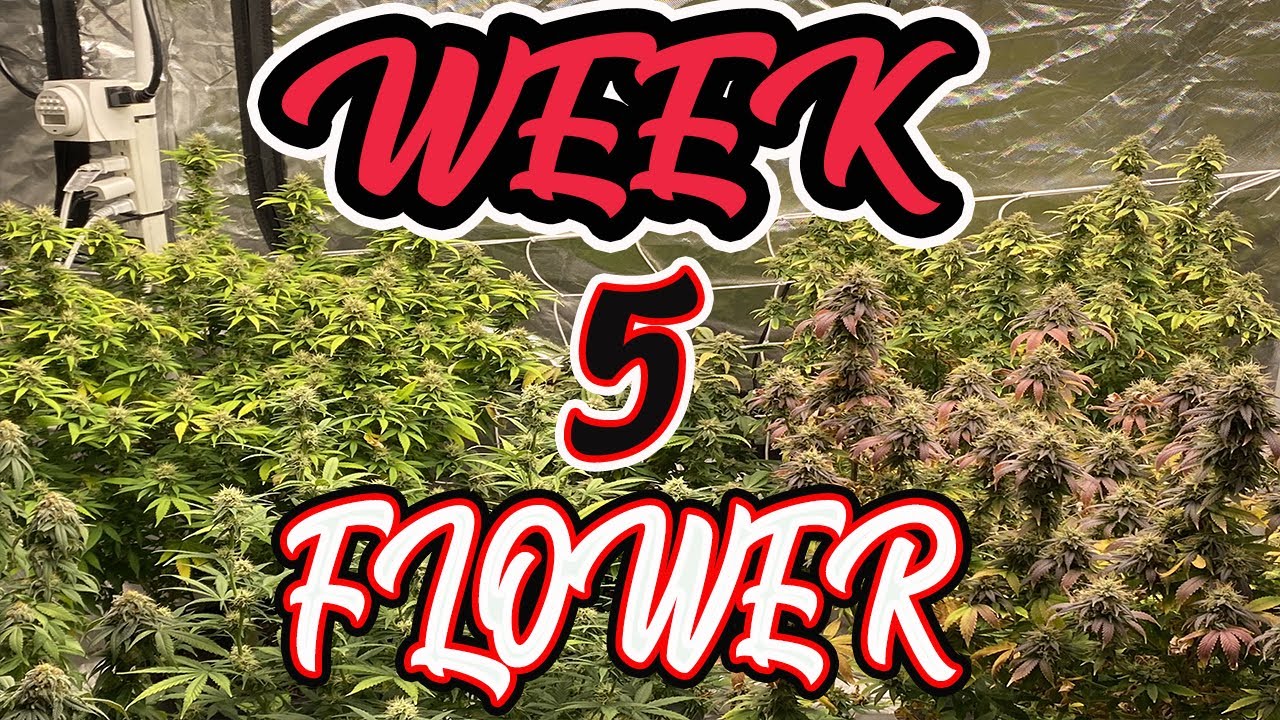 How To Grow Your Own (week 5 of flower) #newgrower #indoorgrower