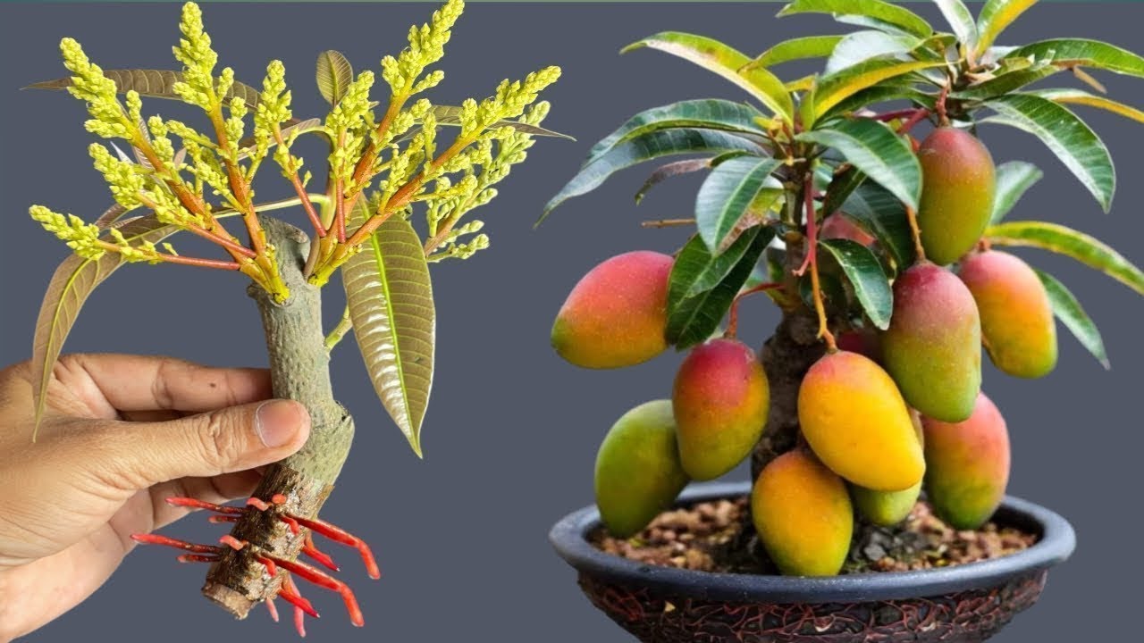 2 effective methods for propagating mangoes: producing 100 roots overnight