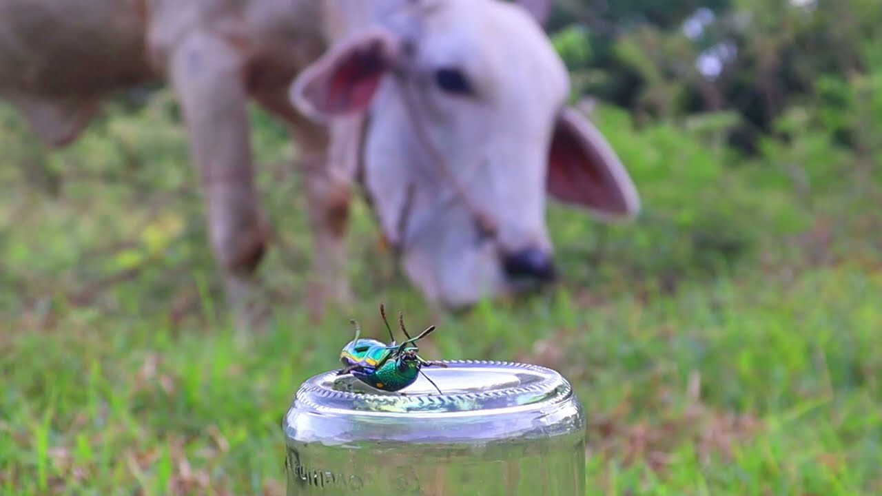 The action of green insects or jewel beetle trying to fly