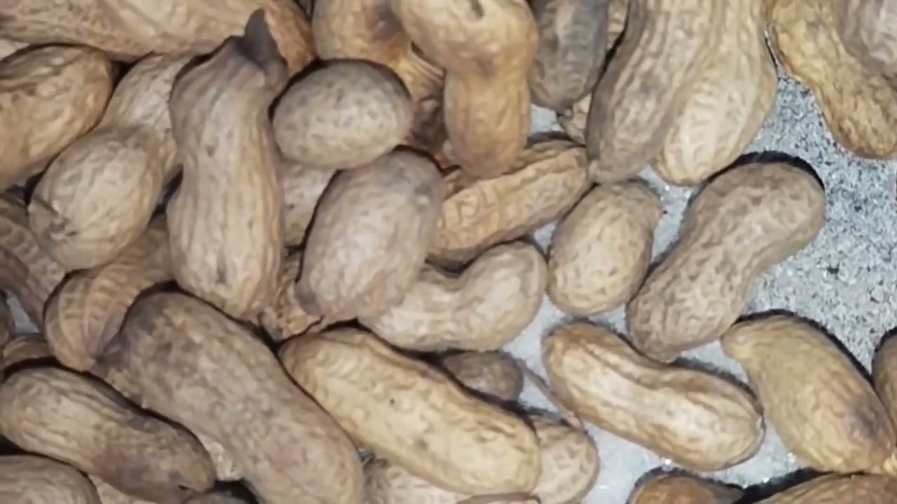 sardiyou ki sogat moong phali