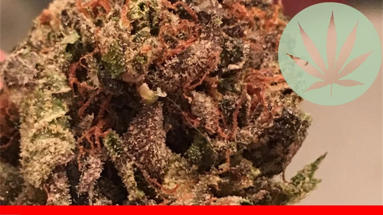 Bruce Banner - All About This Strain