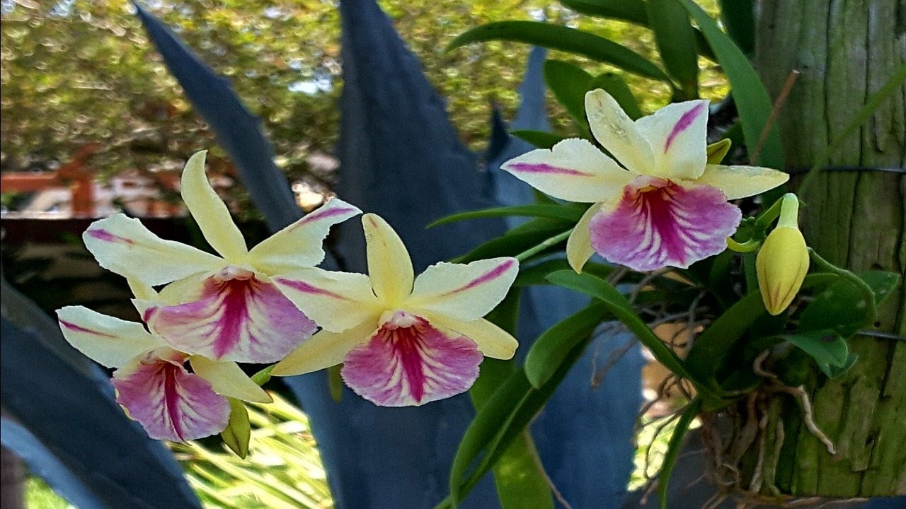 New orchid, new pots and beautiful Broughtonia sanguinea v. aurea