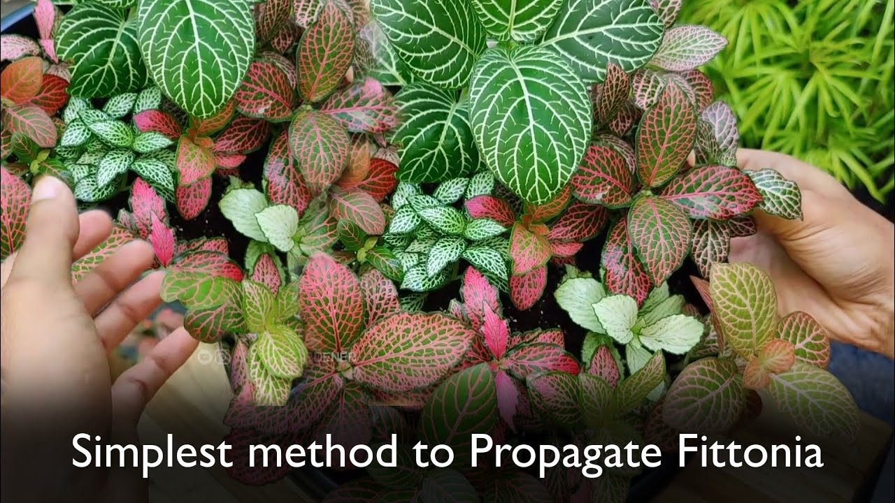 Simple and Easiest propagation method of fittonia - 💯success...