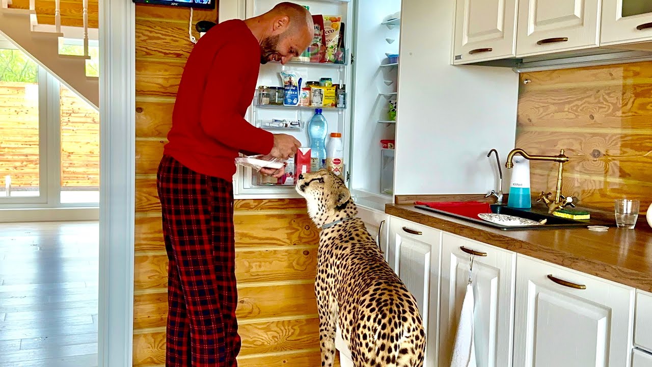 Герда зашла в дом за вкусняшками и они встретились с Месси. Взгляд Месси на это бесподобен 🤣