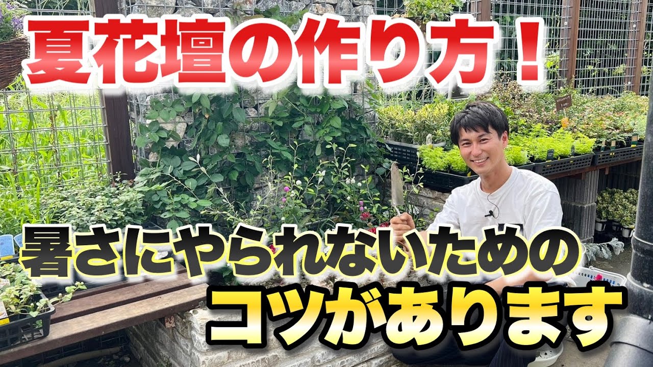【夏花壇も華やかに！】暑さに強いオススメ植物！夏も元気に育てるための植え付けのコツをお伝えします【バラ】【ガーデニング】【園芸】
