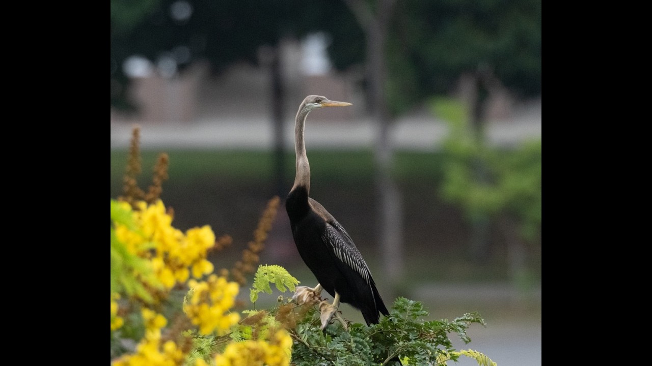 Oriental Darter 黑腹蛇鹈 23rd Feb 2026 77 Lor Limau Whampoa Canal