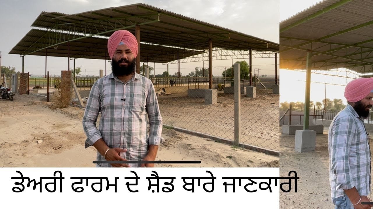 ਡੇਅਰੀ ਫਾਰਮ ਦੇ ਸ਼ੈਡ ਬਾਰੇ ਜਾਣਕਾਰੀ#dairyfarm #cow #milk #agriculture #water #dairyfarmers  #iron