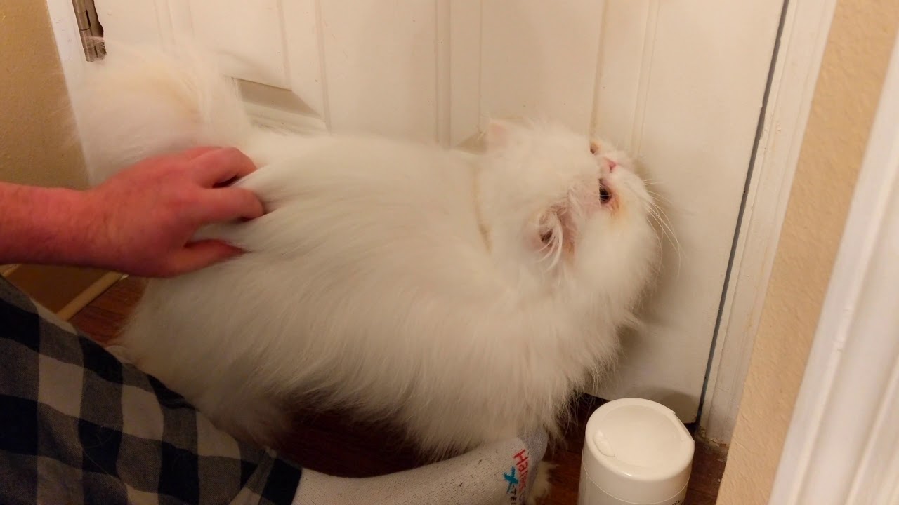 Brimley Grooming